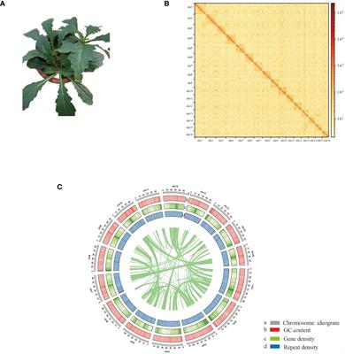 Chromosome-level genome assembly of Ajuga decumbens